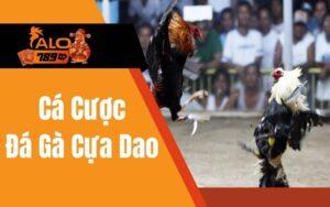Cá Cược Đá Gà Cựa Dao