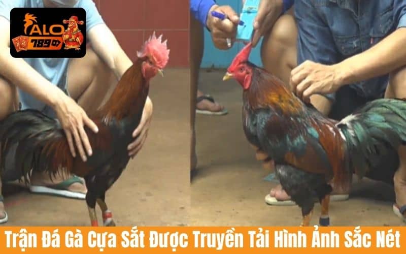 Các trận đá gà cựa sắt được phát sóng với hình ảnh chất lượng