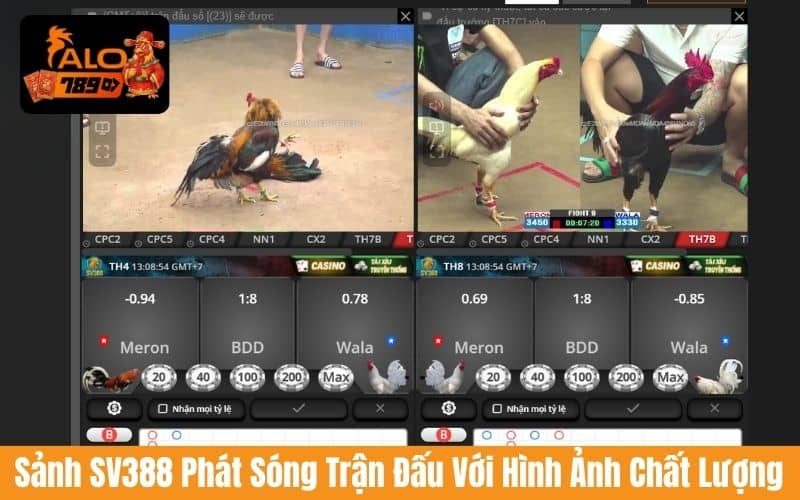 Sảnh SV388 phát sóng trực tiếp đá gà cựa sắt và cựa dao