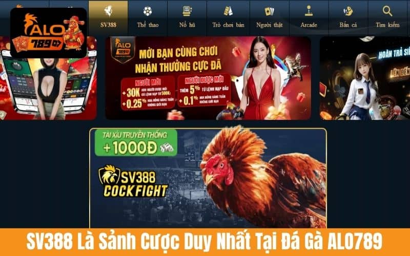 SV388 là sảnh cược đá gà trực tuyến tại đá gà ALO789