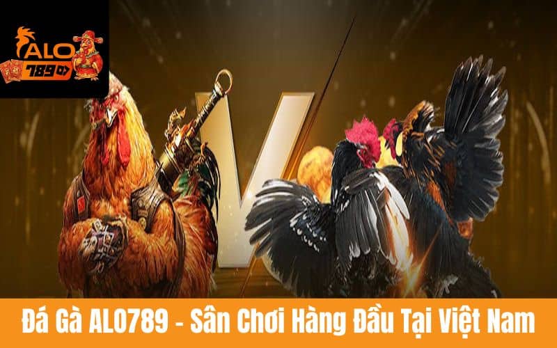 Đá gà ALO789 mở cược hàng trăm trận đấu, phát sóng trực tiếp từ bồ gà danh tiếng